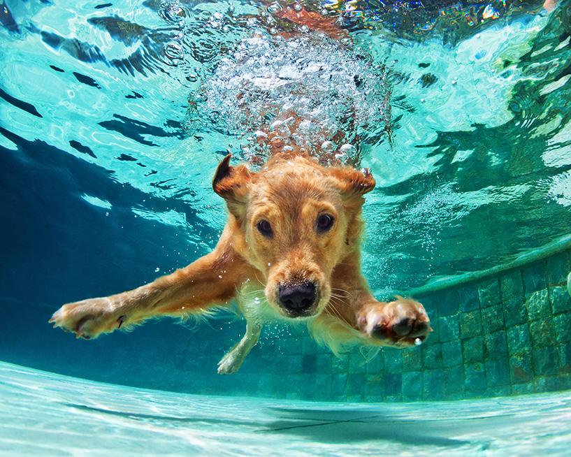 Dog swimming underwater