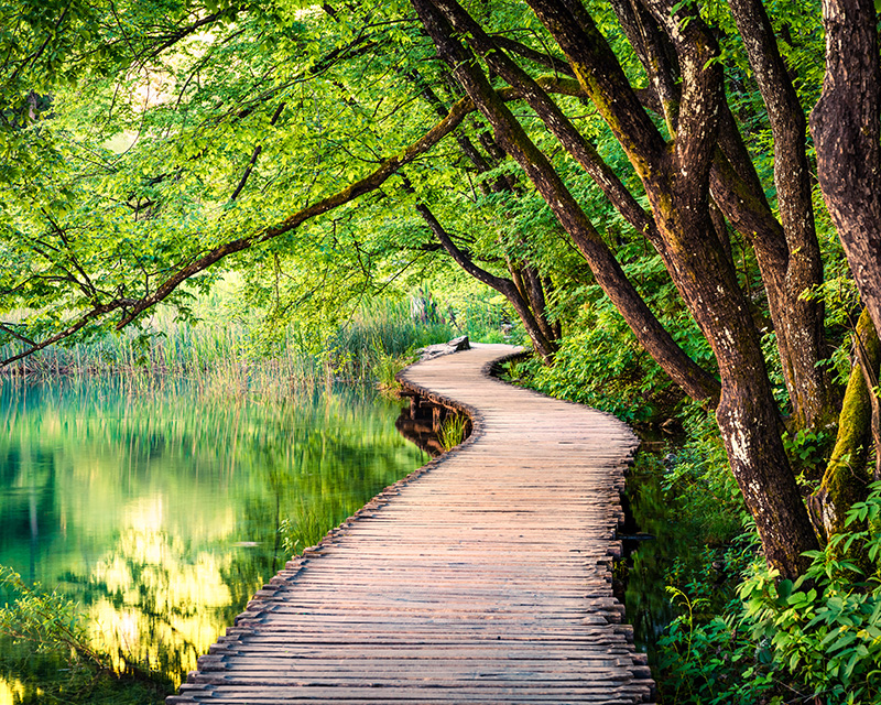 Wooden pathway through the woods